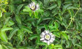 Planta de parchita o maracuyá con flores